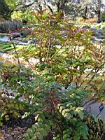 Mahonia Bealei (fam Berberidacees) (Chine) (12) (Photo F. Mrugala)